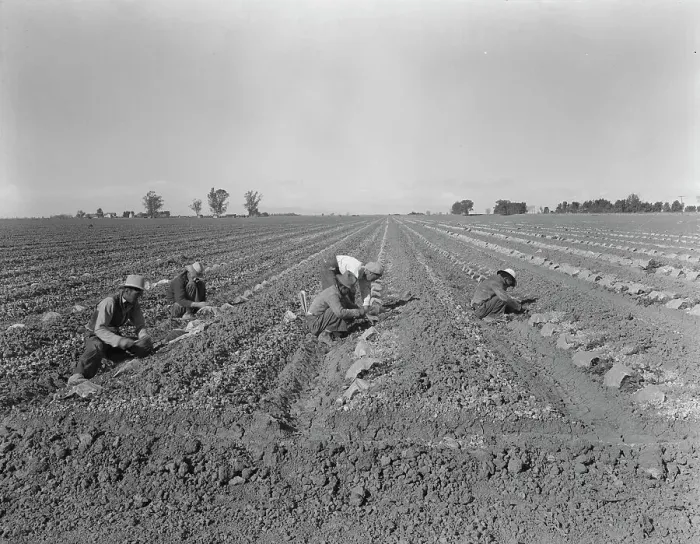 Framed Print : Mexican gang of migratory laborers under a Japanese field boss, Imperial Valley, California, 1937. Creator: Dorothea Lange Framed Print : Mexican gang of migratory laborers under a Japanese field boss, Imperial Valley, California, 1937. Creator: Dorothea Lange