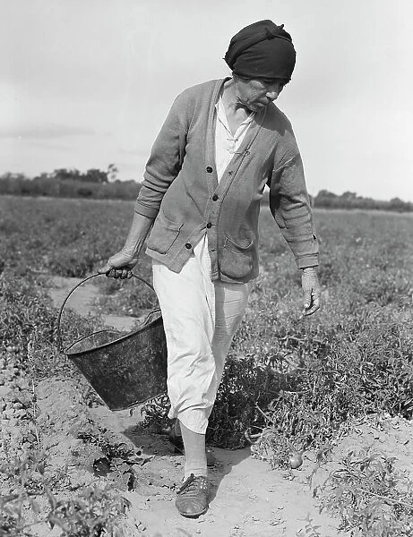 Mexican grandmother...harvesting tomatoes, Santa Clara Valley, California, 1938. Creator: Dorothea Lange