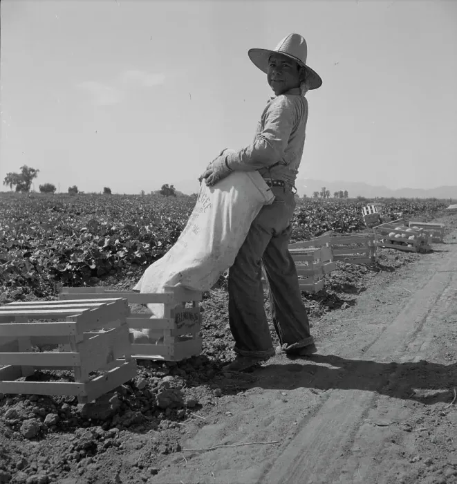 Framed Print : Mexican melon picker of the Imperial Valley, unloading his bag, California, 1937. Creator: Dorothea Lange Framed Print : Mexican melon picker of the Imperial Valley, unloading his bag, California, 1937. Creator: Dorothea Lange