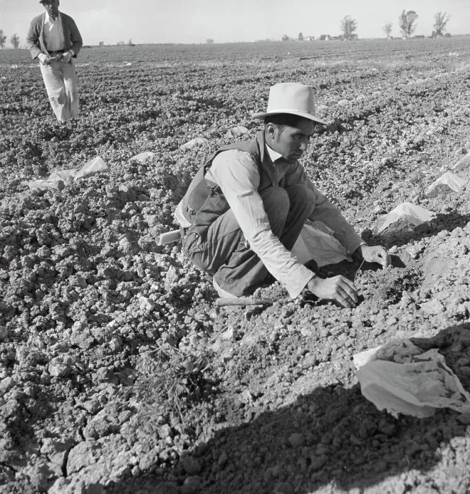 Framed Print : Mexican migratory laborer thinning and weeding cantaloupe plants, Imperial Valley, California, 1937. Creator: Dorothea Lange Framed Print : Mexican migratory laborer thinning and weeding cantaloupe plants, Imperial Valley, California, 1937. Creator: Dorothea Lange