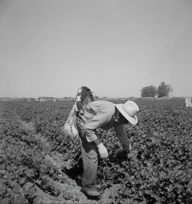 Framed Print : Mexican picking cantaloupes in the Imperial Valley, California, 1937. Creator: Dorothea Lange Framed Print : Mexican picking cantaloupes in the Imperial Valley, California, 1937. Creator: Dorothea Lange