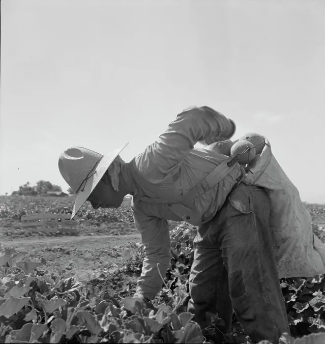 Framed Print : Mexican picking melons in the Imperial Valley, California, 1937. Creator: Dorothea Lange Framed Print : Mexican picking melons in the Imperial Valley, California, 1937. Creator: Dorothea Lange