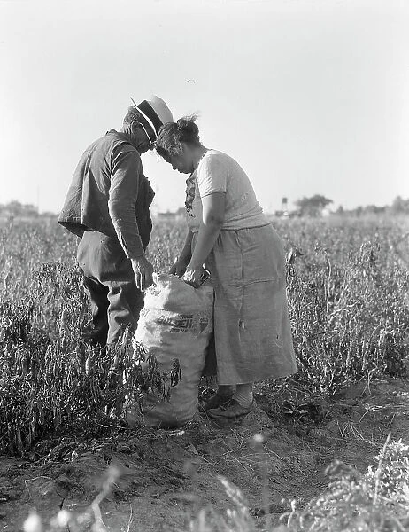 Mexican townfolk sacking peppers near Stockton, California, 1936. Creator: Dorothea Lange