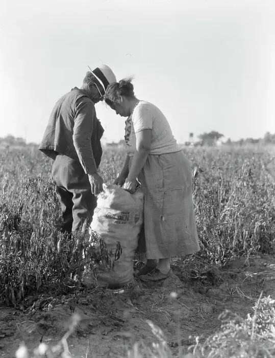 Framed Print : Mexican townfolk sacking peppers near Stockton, California, 1936. Creator: Dorothea Lange Framed Print : Mexican townfolk sacking peppers near Stockton, California, 1936. Creator: Dorothea Lange