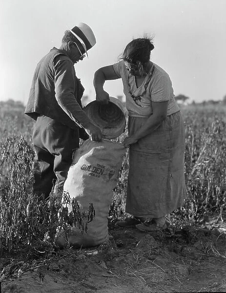 Mexican townfolk sacking peppers near Stockton, California, 1936. Creator: Dorothea Lange