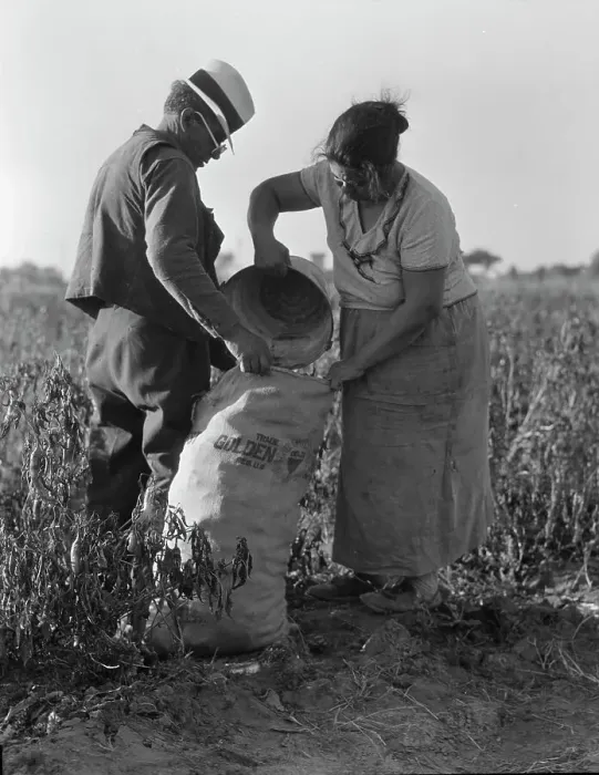Framed Print : Mexican townfolk sacking peppers near Stockton, California, 1936. Creator: Dorothea Lange Framed Print : Mexican townfolk sacking peppers near Stockton, California, 1936. Creator: Dorothea Lange
