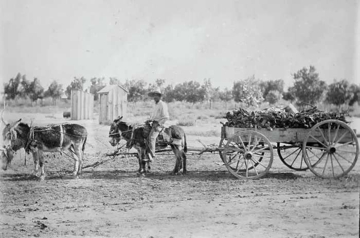 Framed Print : Mexicans hauling wood in New Mex. [Mexico], between c1915 and c1920. Creator: Bain News Service