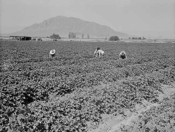 Mexicans picking cantaloupes, Imperial Valley, California, 1937. Creator: Dorothea Lange