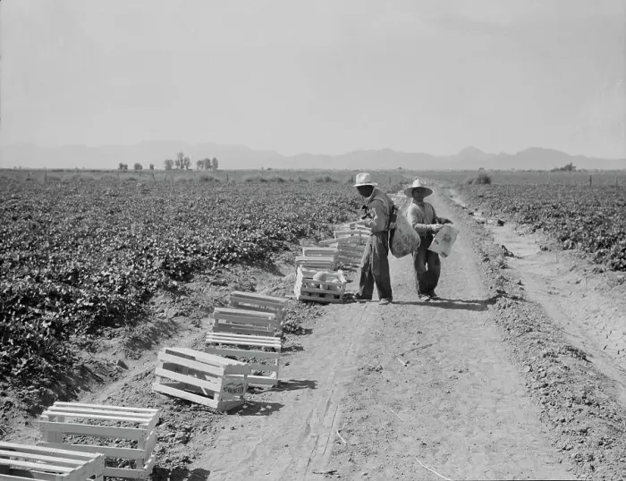 Framed Print : Mexicans picking cantaloupes one mile north of the Mexican border, Imperial Valley, Califoria, 1937. Creator: Dorothea Lange