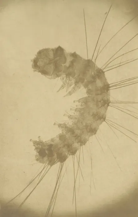 Framed Print : [Microscopic view of an insect], ca. 1853. Creator: Alois Auer