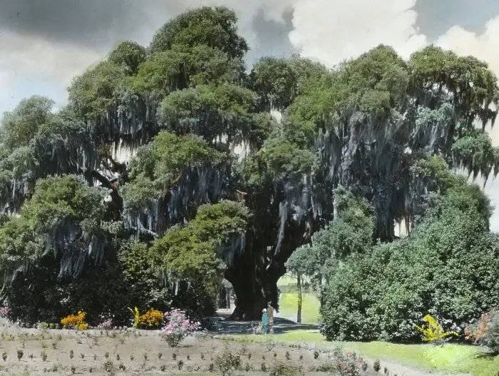 Framed Print : Middleton Place, John Julius Pringle Smith house, 4300 Ashley River Road, Charleston... 1928. Creator: Frances Benjamin Johnston. Middleton Place, John Julius Pringle Smith house, 4300 Ashley River Road, Charleston... 1928 Framed Print : Middleton Place, John Julius Pringle Smith house, 4300 Ashley River Road, Charleston... 1928. Creator: Frances Benjamin Johnston. Middleton Place, John Julius Pringle Smith house, 4300 Ashley River Road, Charleston... 1928