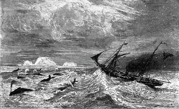 In the midst of Leviathan. ; A Boat adventure in the Behrings Sea, 1875. Creator: Unknown