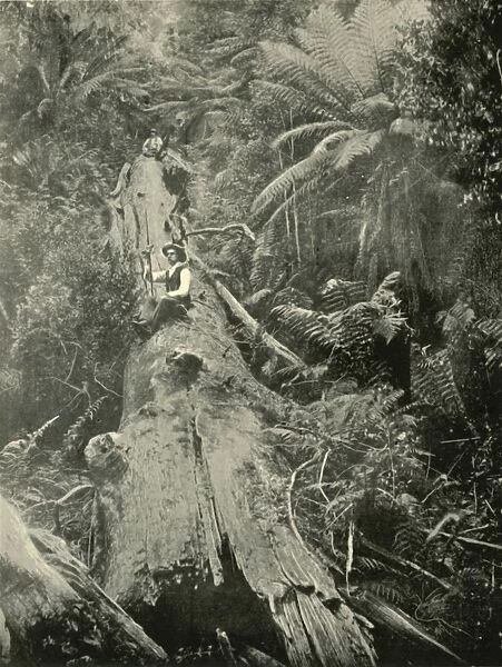 How Are The Mighty Fallen, 1901. Creator: Unknown
