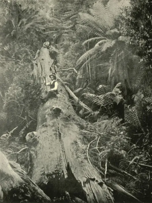 Framed Print : How Are The Mighty Fallen, 1901. Creator: Unknown Framed Print : How Are The Mighty Fallen, 1901. Creator: Unknown
