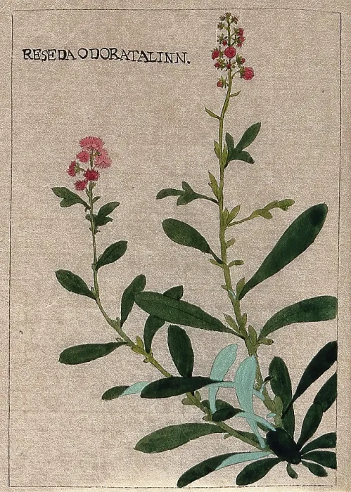 Framed Print : Mignonette plant (Reseda odorata): flowering stem. Creator: Unknown Framed Print : Mignonette plant (Reseda odorata): flowering stem. Creator: Unknown