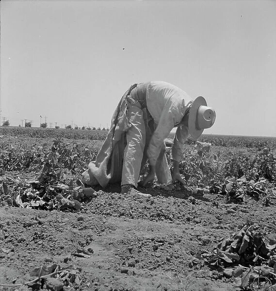Migrant agricultural worker picking potatoes near Shafter, California, 1937. Creator: Dorothea Lange