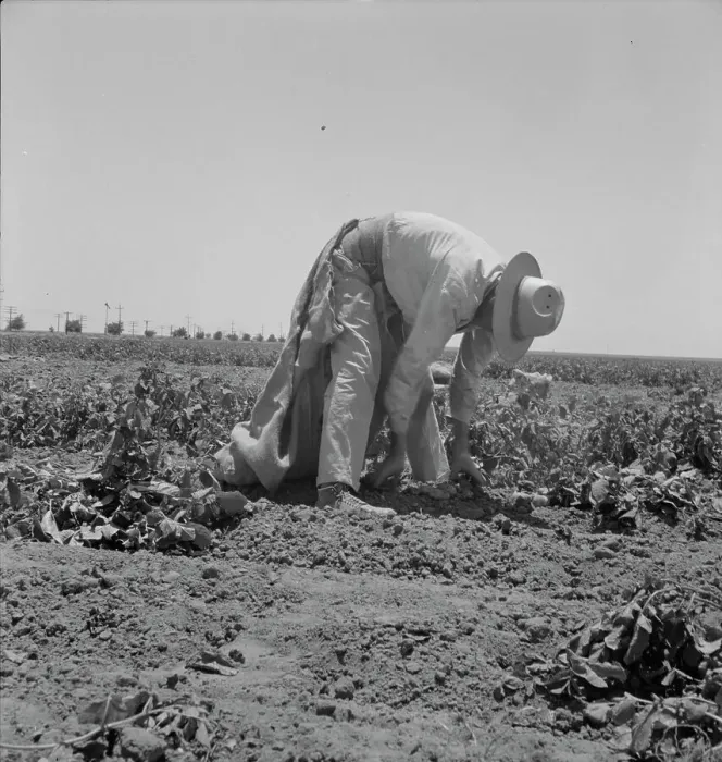 Framed Print : Migrant agricultural worker picking potatoes near Shafter, California, 1937. Creator: Dorothea Lange Framed Print : Migrant agricultural worker picking potatoes near Shafter, California, 1937. Creator: Dorothea Lange