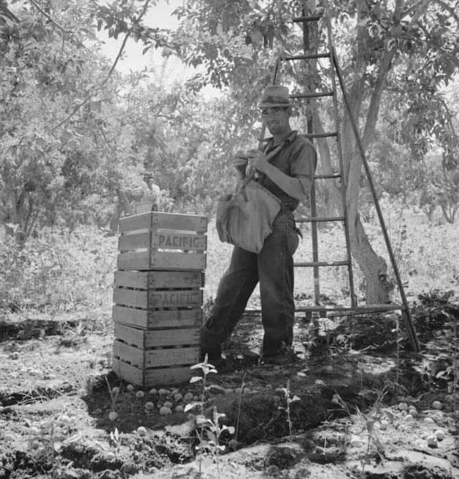 Framed Print : Migrant fruit picker (single) takes rest in the mid-morning, Yakima Valley, Washington, 1939. Creator: Dorothea Lange Framed Print : Migrant fruit picker (single) takes rest in the mid-morning, Yakima Valley, Washington, 1939. Creator: Dorothea Lange