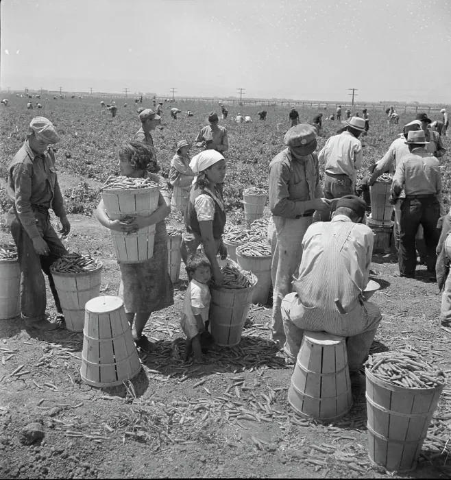 Framed Print : Migrant pea pickers, near Westley, California, 1938. Creator: Dorothea Lange Framed Print : Migrant pea pickers, near Westley, California, 1938. Creator: Dorothea Lange