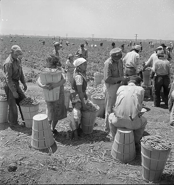Migrant pea pickers, near Westley, California, 1938. Creator: Dorothea Lange
