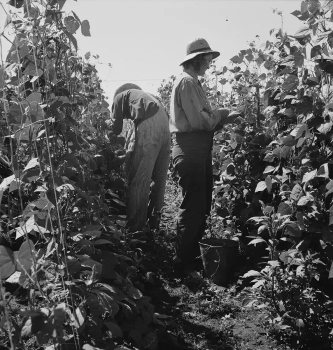 Framed Print : Migrant pickers harvesting beans, near West Stayton, Marion County, Oregon, 1939. Creator: Dorothea Lange Framed Print : Migrant pickers harvesting beans, near West Stayton, Marion County, Oregon, 1939. Creator: Dorothea Lange