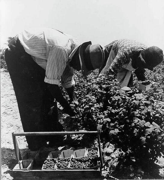Migrants from Delaware picking berries in southern New Jersey, 1936. Creator: Dorothea Lange