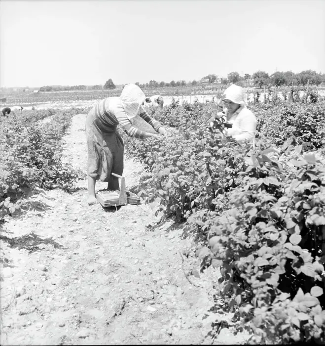 Framed Print : Migrants from Delaware picking berries in southern New Jersey, 1936. Creator: Dorothea Lange Framed Print : Migrants from Delaware picking berries in southern New Jersey, 1936. Creator: Dorothea Lange