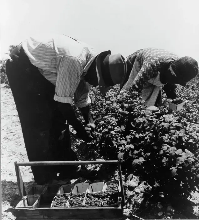 Framed Print : Migrants from Delaware picking berries in southern New Jersey, 1936. Creator: Dorothea Lange Framed Print : Migrants from Delaware picking berries in southern New Jersey, 1936. Creator: Dorothea Lange