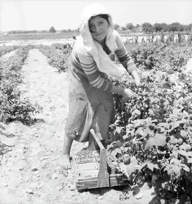 Framed Print : Migrants from Delaware picking berries in southern New Jersey, 1936 Creator: Dorothea Lange Framed Print : Migrants from Delaware picking berries in southern New Jersey, 1936 Creator: Dorothea Lange