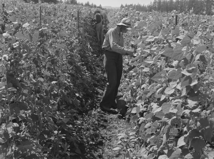 Framed Print : Migratory bean pickers, came from Dakota, near West Stayton, Marion County, Oregon, 1939. Creator: Dorothea Lange Framed Print : Migratory bean pickers, came from Dakota, near West Stayton, Marion County, Oregon, 1939. Creator: Dorothea Lange