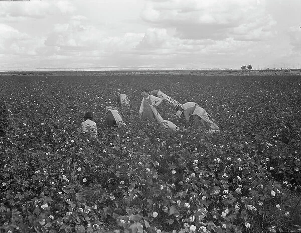 Migratory field worker picking cotton in San Joaquin Valley, CA, 1938. Creator: Dorothea Lange