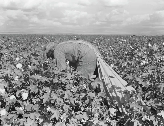 Framed Print : Migratory field worker picking cotton in San Joaquin Valley, California, 1938. Creator: Dorothea Lange Framed Print : Migratory field worker picking cotton in San Joaquin Valley, California, 1938. Creator: Dorothea Lange