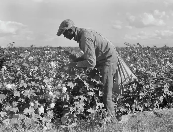 Framed Print : Migratory field worker picking cotton in San Joaquin Valley, CA, 1938. Creator: Dorothea Lange Framed Print : Migratory field worker picking cotton in San Joaquin Valley, CA, 1938. Creator: Dorothea Lange