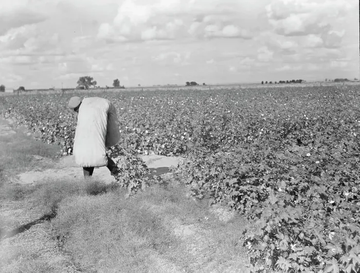 Framed Print : Migratory field worker picking cotton in San Joaquin Valley, CA, 1938. Creator: Dorothea Lange Framed Print : Migratory field worker picking cotton in San Joaquin Valley, CA, 1938. Creator: Dorothea Lange