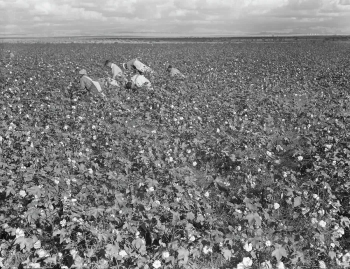 Framed Print : Migratory field worker picking cotton in San Joaquin Valley, CA, 1938. Creator: Dorothea Lange Framed Print : Migratory field worker picking cotton in San Joaquin Valley, CA, 1938. Creator: Dorothea Lange