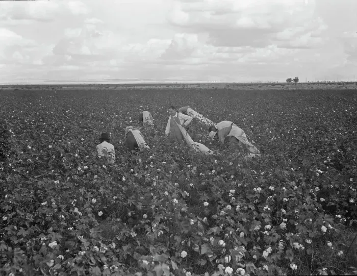 Framed Print : Migratory field worker picking cotton in San Joaquin Valley, CA, 1938. Creator: Dorothea Lange Framed Print : Migratory field worker picking cotton in San Joaquin Valley, CA, 1938. Creator: Dorothea Lange