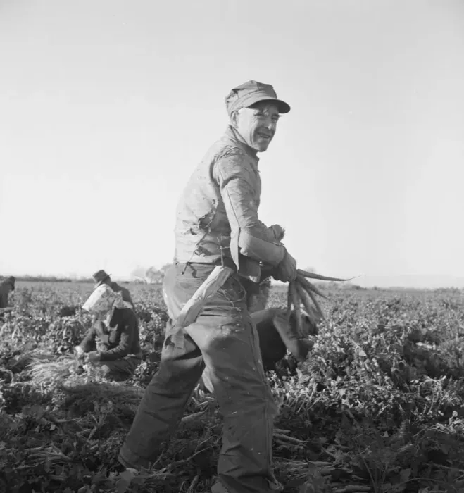 Framed Print : Migratory field worker pulling carrots, Imperial Valley, California, 1939. Creator: Dorothea Lange Framed Print : Migratory field worker pulling carrots, Imperial Valley, California, 1939. Creator: Dorothea Lange