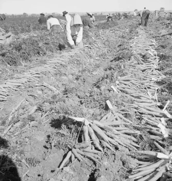 Framed Print : Migratory field worker pulling carrots, Imperial Valley, California, 1939. Creator: Dorothea Lange Framed Print : Migratory field worker pulling carrots, Imperial Valley, California, 1939. Creator: Dorothea Lange