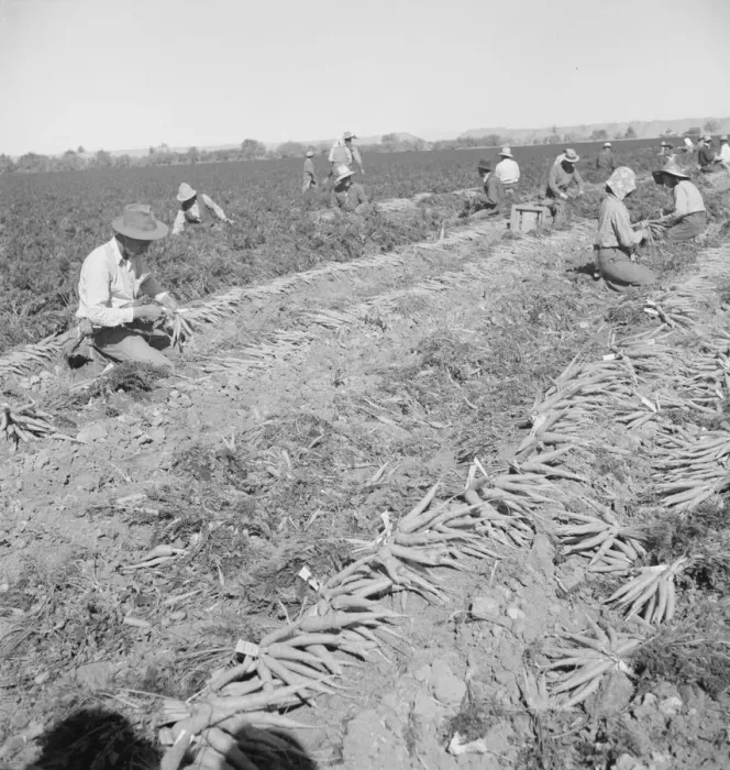 Framed Print : Migratory field worker pulling carrots, Imperial Valley, California, 1939. Creator: Dorothea Lange Framed Print : Migratory field worker pulling carrots, Imperial Valley, California, 1939. Creator: Dorothea Lange