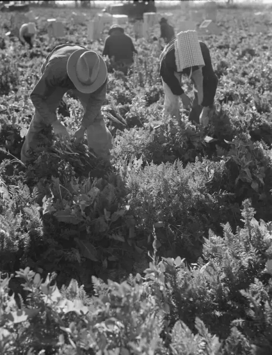 Framed Print : Migratory field worker pulling carrots, Imperial Valley, California, 1939. Creator: Dorothea Lange Framed Print : Migratory field worker pulling carrots, Imperial Valley, California, 1939. Creator: Dorothea Lange