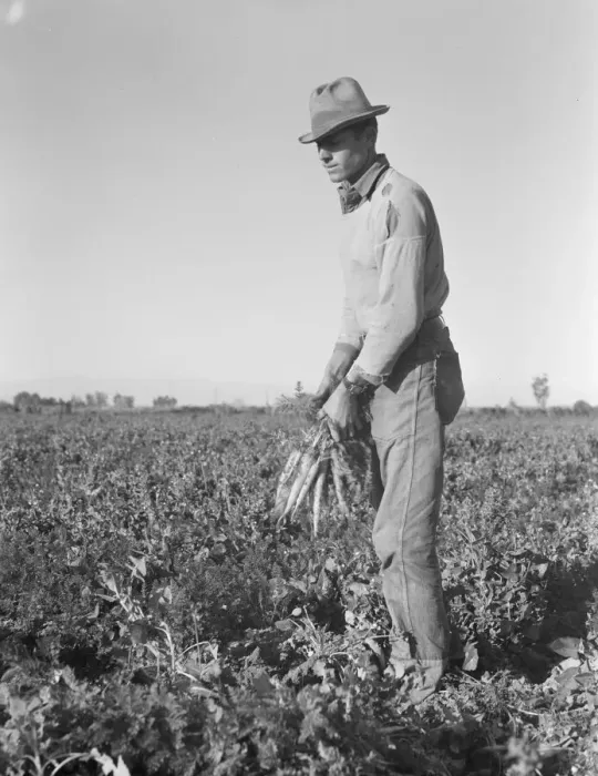 Framed Print : Migratory field worker pulling carrots, Imperial Valley, California, 1939. Creator: Dorothea Lange Framed Print : Migratory field worker pulling carrots, Imperial Valley, California, 1939. Creator: Dorothea Lange