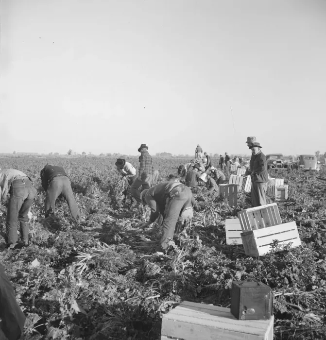 Framed Print : Migratory field worker pulling carrots, Imperial Valley, California, 1939. Creator: Dorothea Lange Framed Print : Migratory field worker pulling carrots, Imperial Valley, California, 1939. Creator: Dorothea Lange