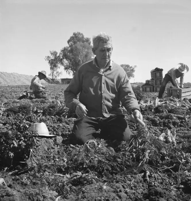 Framed Print : Migratory field worker pulling carrots, Imperial Valley, California, 1939. Creator: Dorothea Lange Framed Print : Migratory field worker pulling carrots, Imperial Valley, California, 1939. Creator: Dorothea Lange
