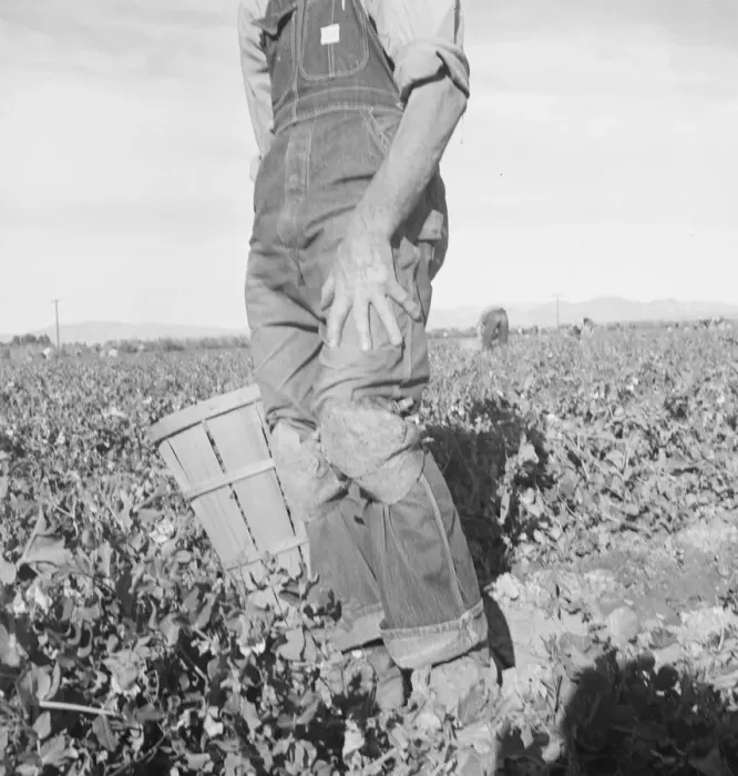 Framed Print : Migratory field worker pulling carrots, Imperial Valley, California, 1939. Creator: Dorothea Lange Framed Print : Migratory field worker pulling carrots, Imperial Valley, California, 1939. Creator: Dorothea Lange