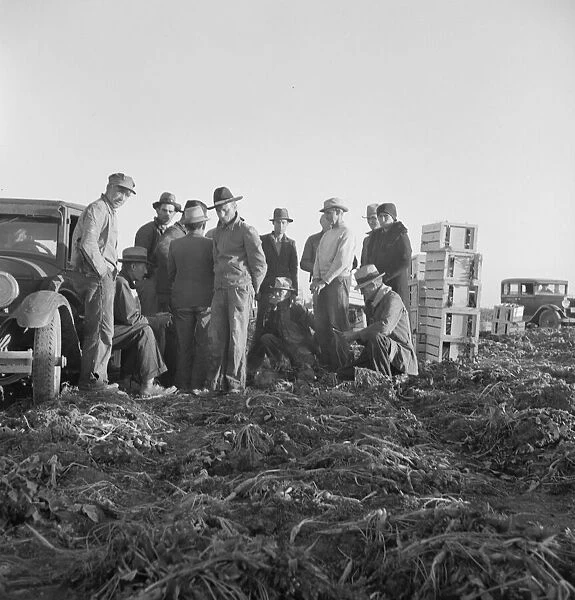 Migratory field workers at 5 a. m. waiting in the carrot field to hold a place to work, 1939. Creator: Dorothea Lange