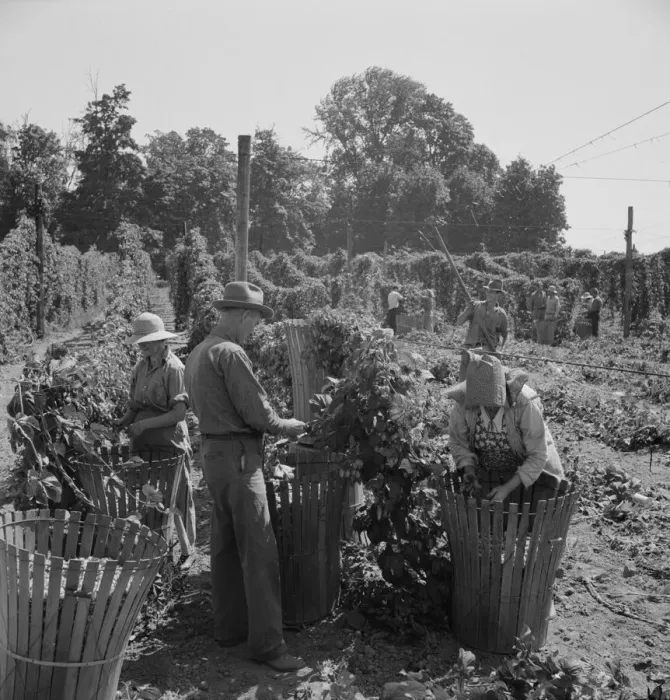 Framed Print : Migratory field workers in hop field, near Independence, Oregon, 1939. Creator: Dorothea Lange Framed Print : Migratory field workers in hop field, near Independence, Oregon, 1939. Creator: Dorothea Lange