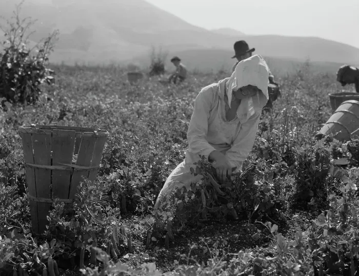 Framed Print : Migratory workers harvesting peas near Nipomo, California, 1937. Creator: Dorothea Lange Framed Print : Migratory workers harvesting peas near Nipomo, California, 1937. Creator: Dorothea Lange