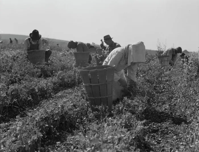 Framed Print : Migratory workers harvesting peas near Nipomo, California, 1937. Creator: Dorothea Lange Framed Print : Migratory workers harvesting peas near Nipomo, California, 1937. Creator: Dorothea Lange