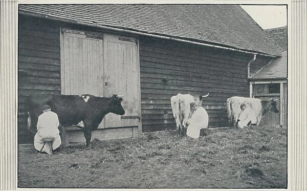 Milking Cows, 1910. Artist: Pictorial Agency