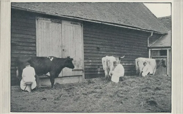 Framed Print : Milking Cows, 1910. Artist: Pictorial Agency Framed Print : Milking Cows, 1910. Artist: Pictorial Agency